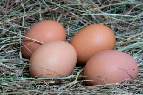 Chicken eggs. Stock Photos