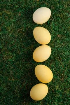 Chicken eggs Stock Photos