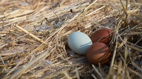 Chicken eggs Stock Photos
