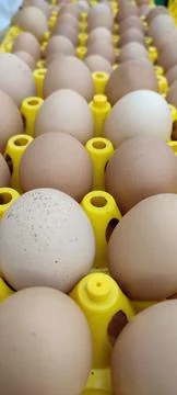 Chicken eggs Foto stock