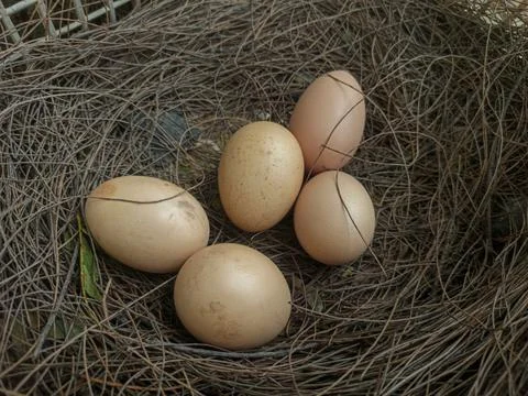 Chicken eggs Stock Photos