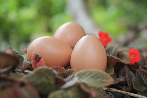 Chicken eggs Stock Photos