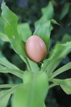 Chicken eggs Stock Photos