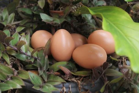 Chicken eggs Stock Photos