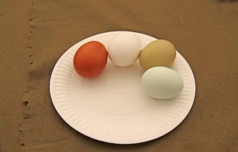 Chicken Eggs. Stock Photos