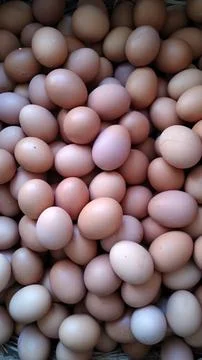 Chicken eggs Stock Photos