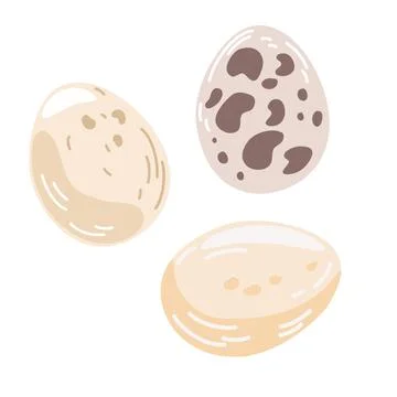 Chicken eggs. Set of chicken and quail eggs. Healthy protein food. Perfect fo Stock Illustration