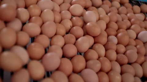 Chicken eggs on a sorting packing line production industrial operation factory Stock Footage 326280328