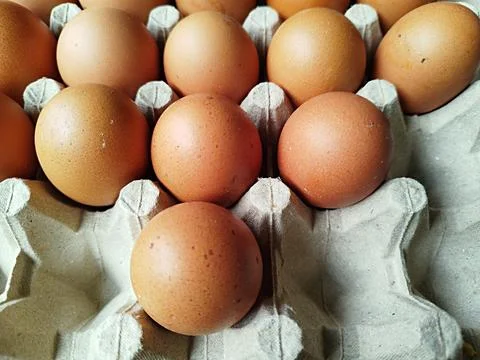 Chicken eggs in a special container Stock-Fotos
