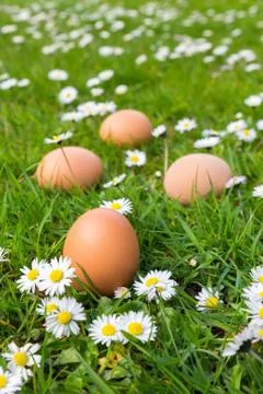 Chicken eggs in spring grass with daisies Stock Photos