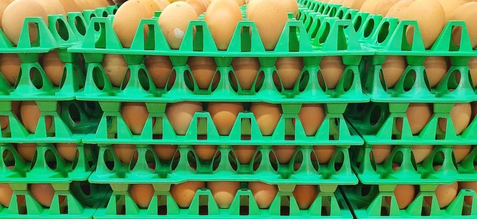 Chicken eggs on the tray background Stock Photos