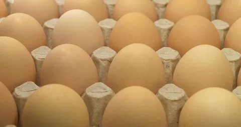 Chicken eggs in a tray Stock-Footage 311453540