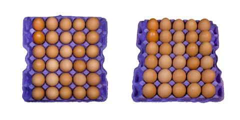 Chicken eggs in a tray Stock Photos