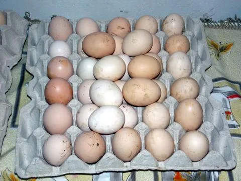 Chicken eggs in a tray Stock Photos