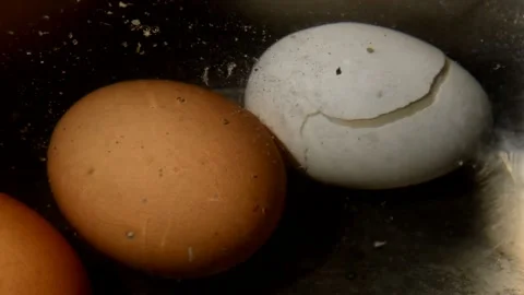 Chicken eggs two colors is being boiled Stock Footage 252789766