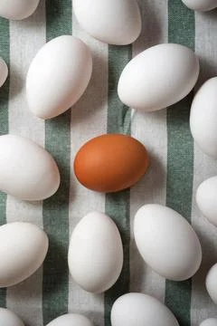 Chicken eggs view 库存照片