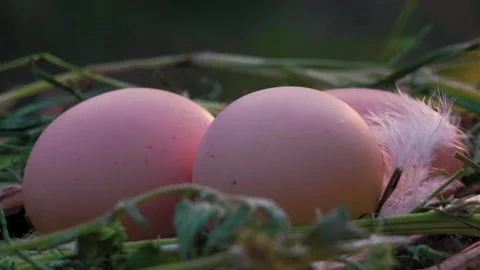 Chicken eggs in the village Stock Footage 247407839