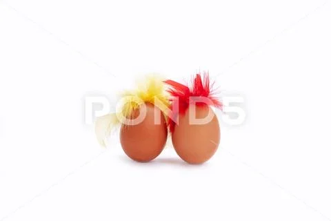 Chicken eggs white background egg red yellow feathers isoiated hair brown gag Stock Photos