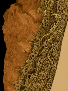 Chicken eggshell cross section, SEM Stock Photos