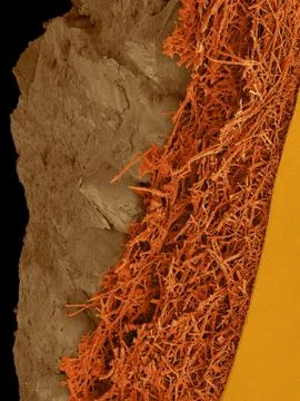 Chicken eggshell cross section, SEM Stock Photos