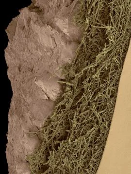 Chicken eggshell cross section, SEM Stock Photos