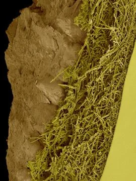 Chicken eggshell cross section, SEM Stock Photos