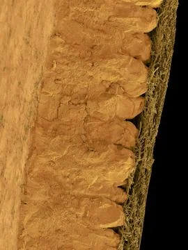 Chicken eggshell cross section, SEM Stock Photos