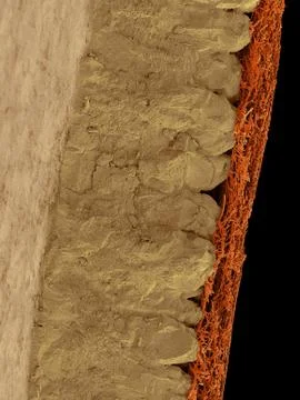 Chicken eggshell cross section, SEM Stock Photos