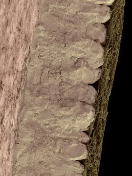 Chicken eggshell cross section, SEM Stock Photos