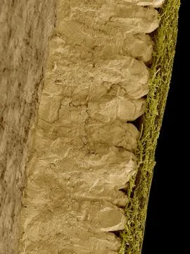 Chicken eggshell cross section, SEM Stock Photos