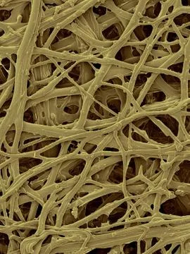 Chicken eggshell inner membrane, SEM Stock Photos