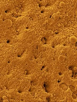 Chicken eggshell surface, SEM Stock Photos