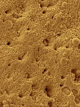 Chicken eggshell surface, SEM Stock Photos