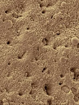 Chicken eggshell surface, SEM Stock Photos