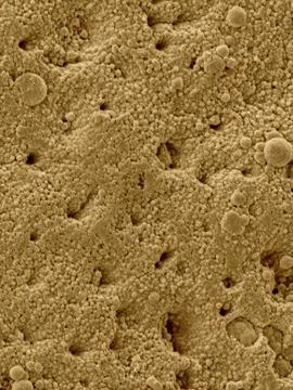 Chicken eggshell surface, SEM Stock Photos