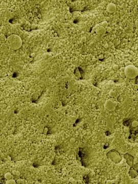 Chicken eggshell surface, SEM Stock Photos