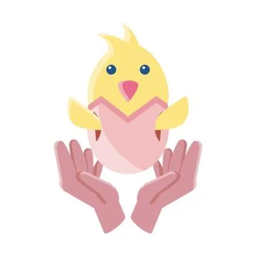 Chicken with eggshell on white background Illustrazione stock