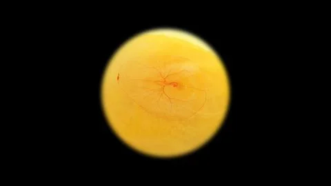 Chicken embryo under a microscope, on the second day of development. Visible  Stock Photos