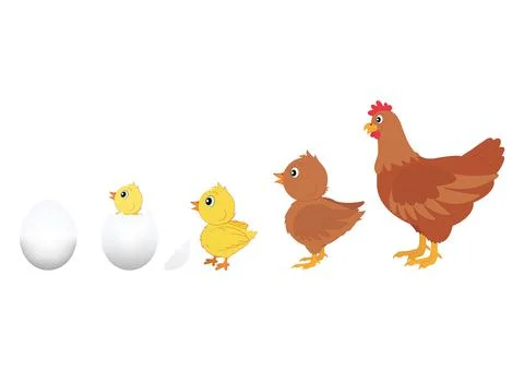 Chicken Evolution. Vector Illustration of Chicken Evolution. Egg, chicken, he Illustrazione stock