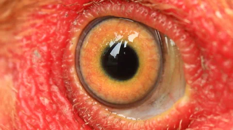 Chicken eye Vídeo Stock 50765205