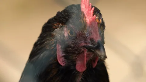 Chicken eye movement in slow motion Stock Footage 112423050