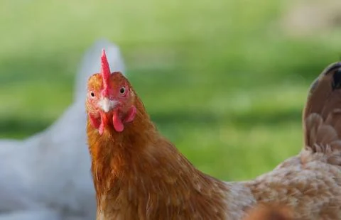 Chicken eyes Stock Photos