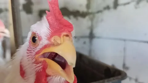 Chicken face close up Stock Footage 197791368