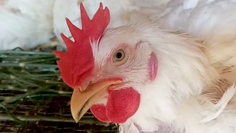 Chicken face close up Stock Footage 197792675