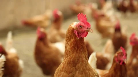 CHICKEN FACE Stock Footage 186592030