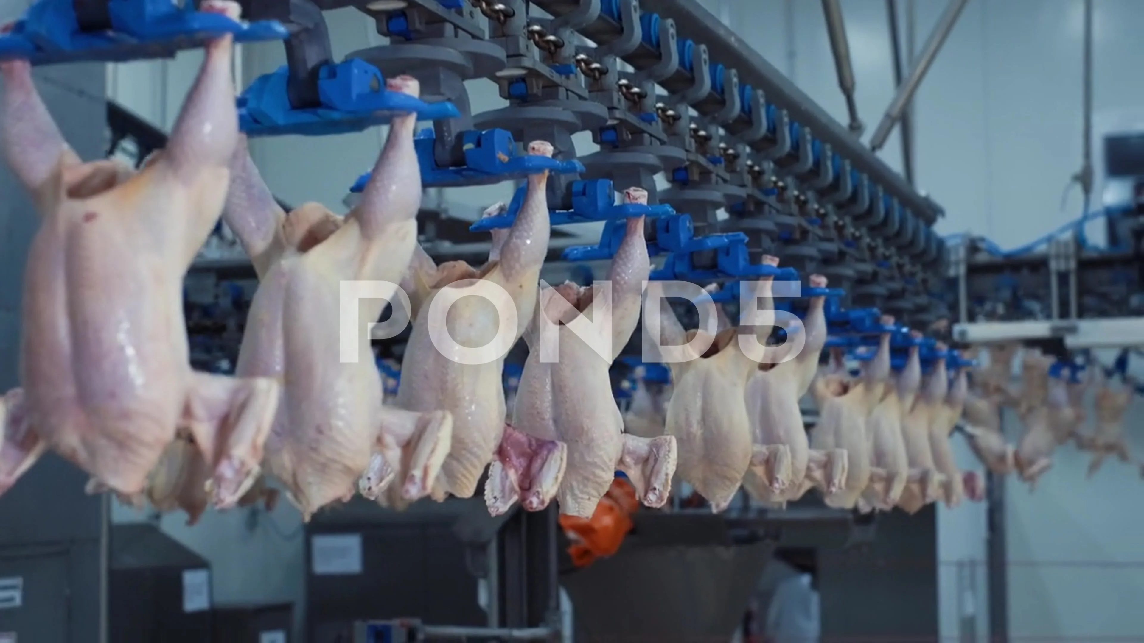 Chicken Slaughterhouse Process