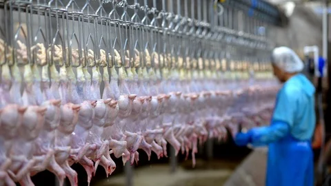 Chicken factory process conveyor meat industrial line Stock Footage