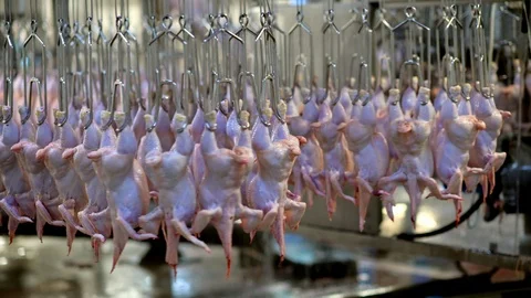 Chicken factory process conveyor meat industrial line Stock Footage 118873833