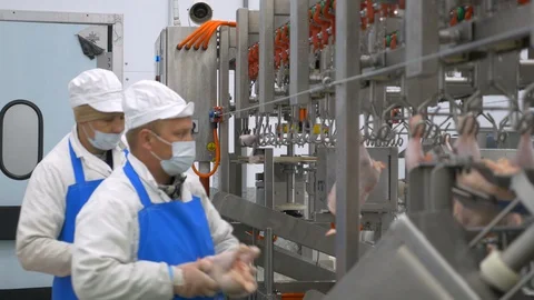 Chicken factory process conveyor meat industrial line Stock Footage 128356996