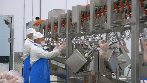 Chicken factory process conveyor meat industrial line Stock Footage 128357019